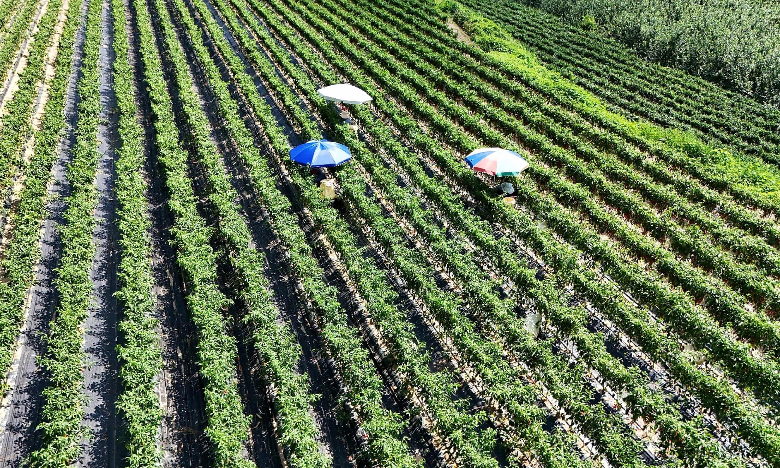 Potatoes 'cooked' in fields due to heatwave in South Korea