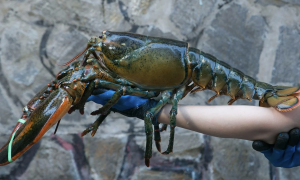 Affordable Canadian lobster attracts customers