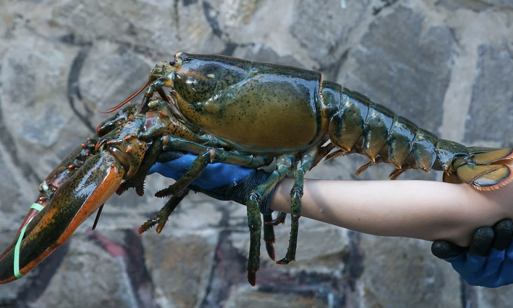 Affordable Canadian lobster attracts customers