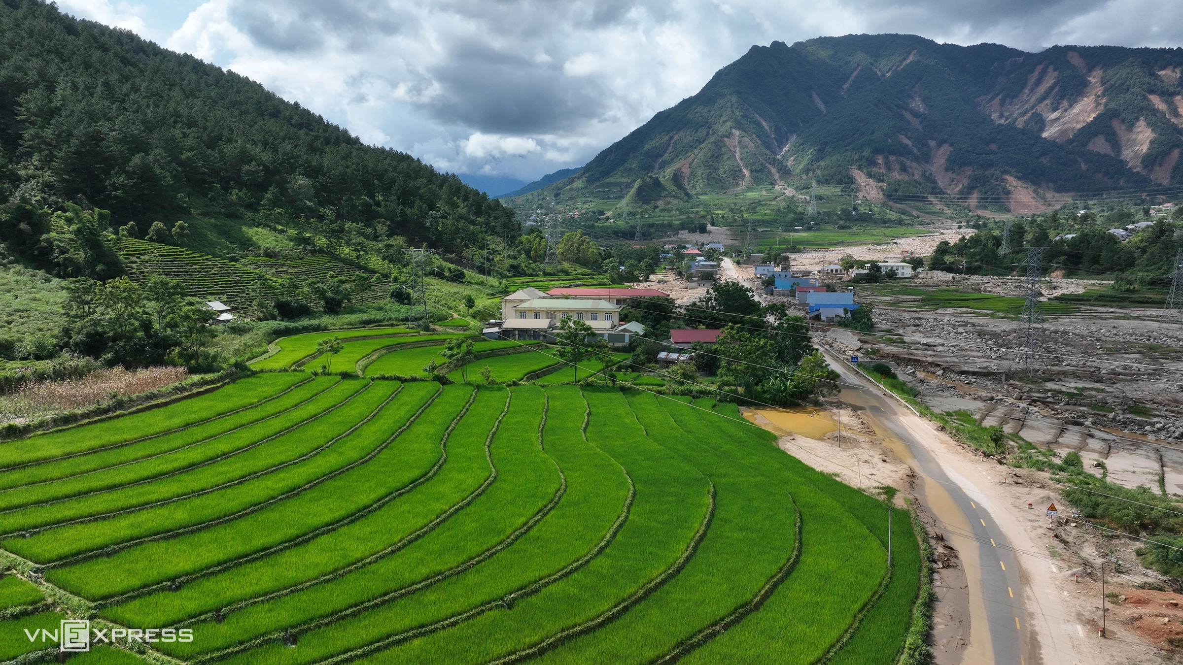 Rice blankets Muong Than fields after severe flood