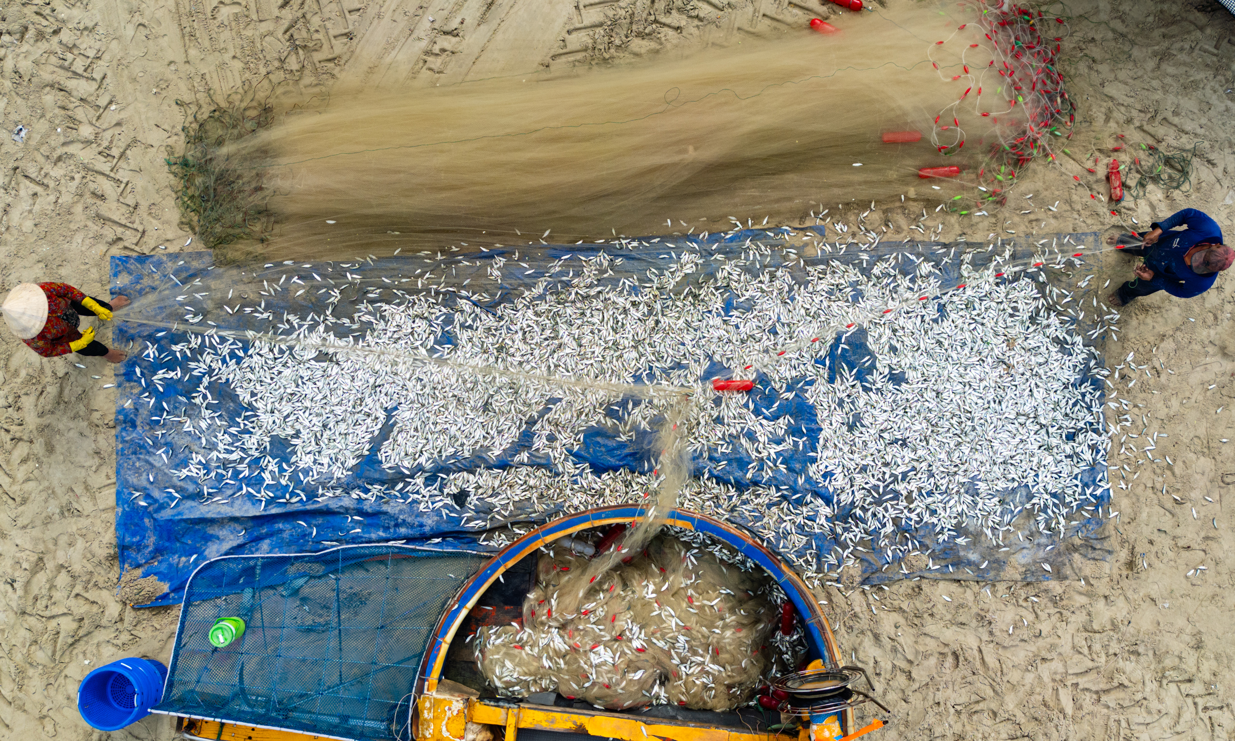 Basket boats laden with herring return to Long Hai beach