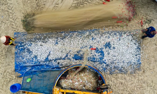 Basket boats laden with herring return to Long Hai beach