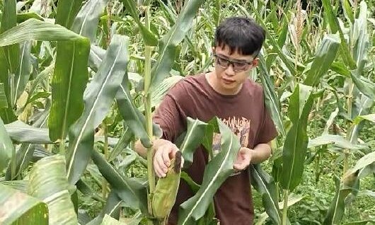 'Genius youth' leaves highest huawei salary to become a farmer in his hometown