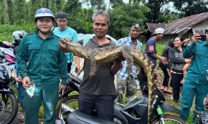 Crocodile appears in stream in Dong Nai