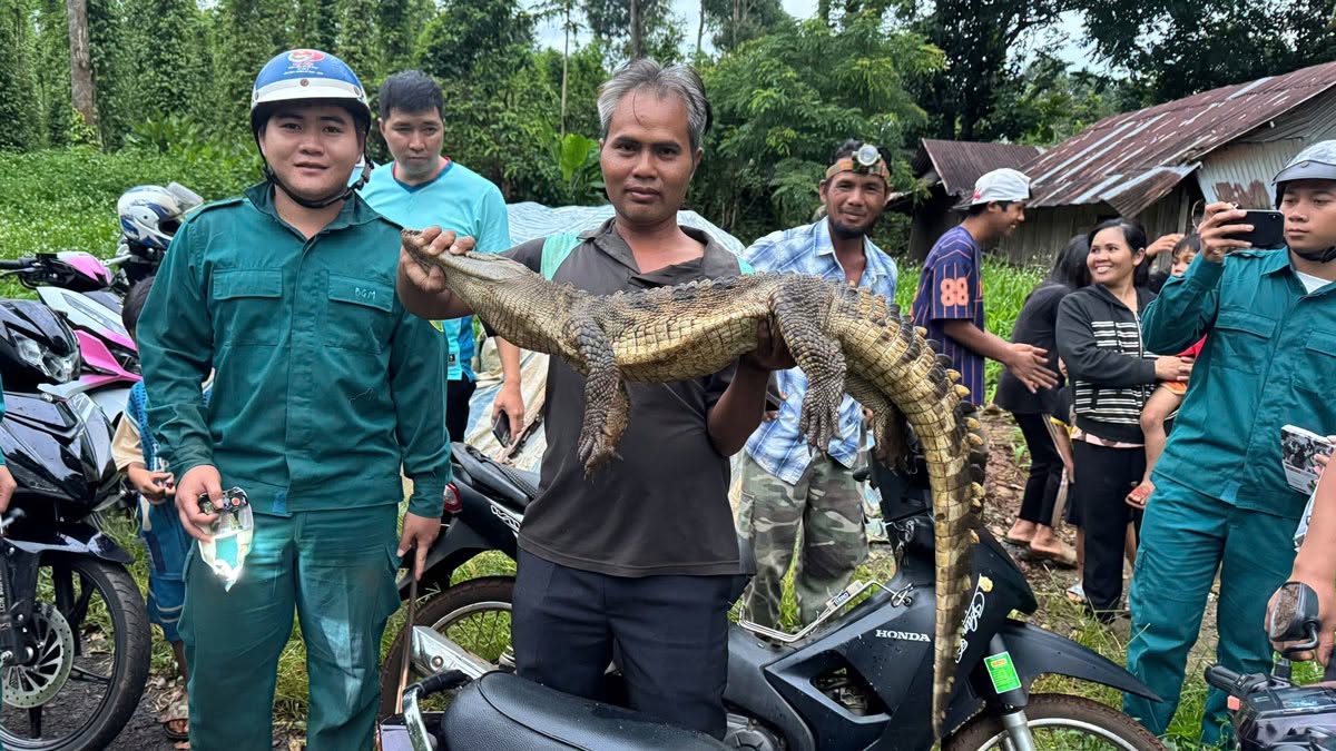 Crocodile appears in stream in Dong Nai