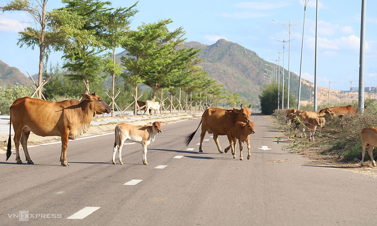 Hundreds of cattle roam freely in Nhon Hoi economic zone