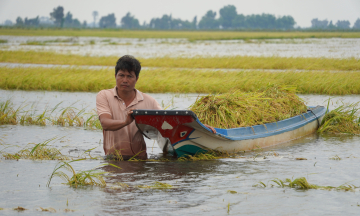 Teacher couple loses everything as 10 hectares of rice submerged in flood