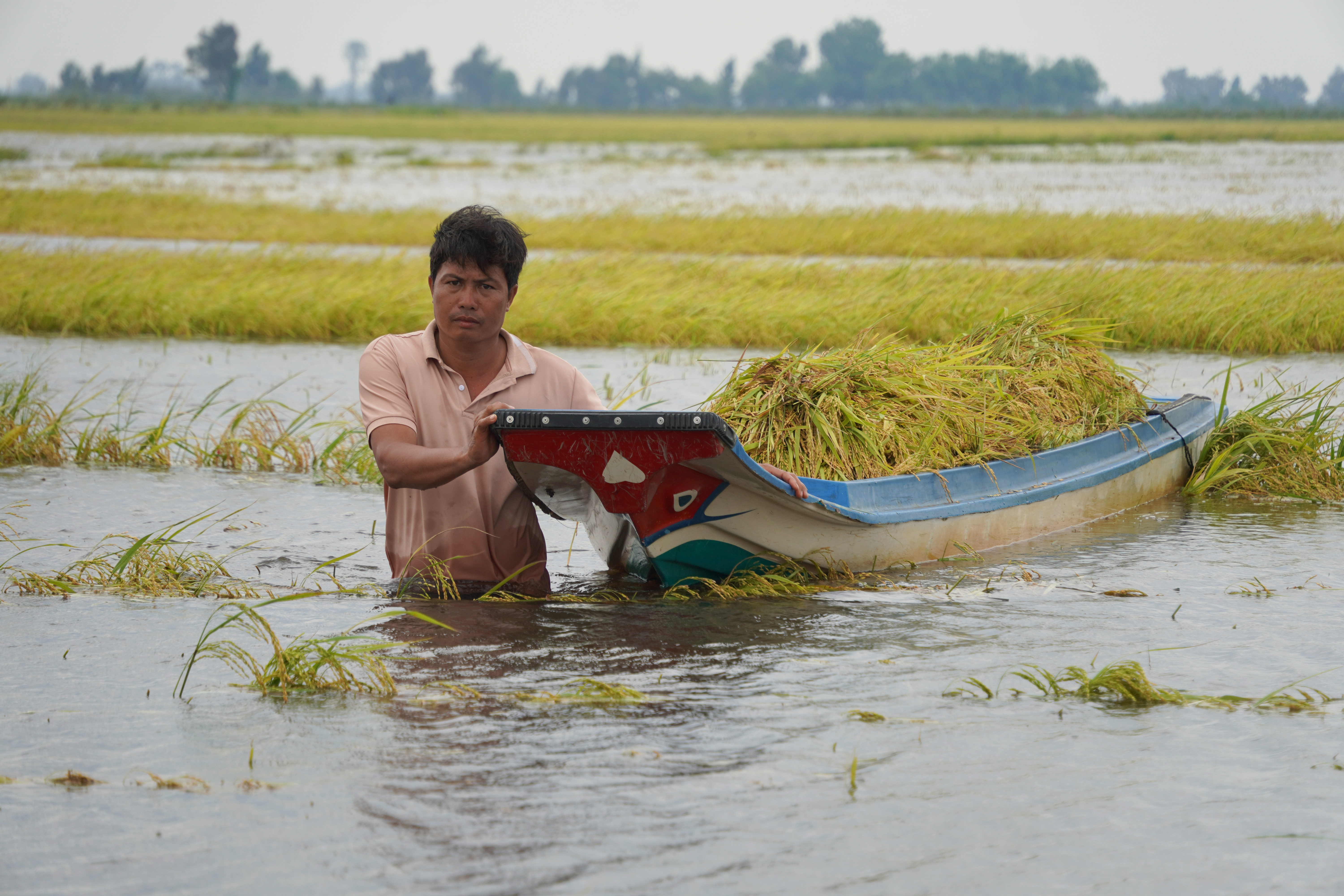 Teacher couple loses everything as 10 hectares of rice submerged in flood