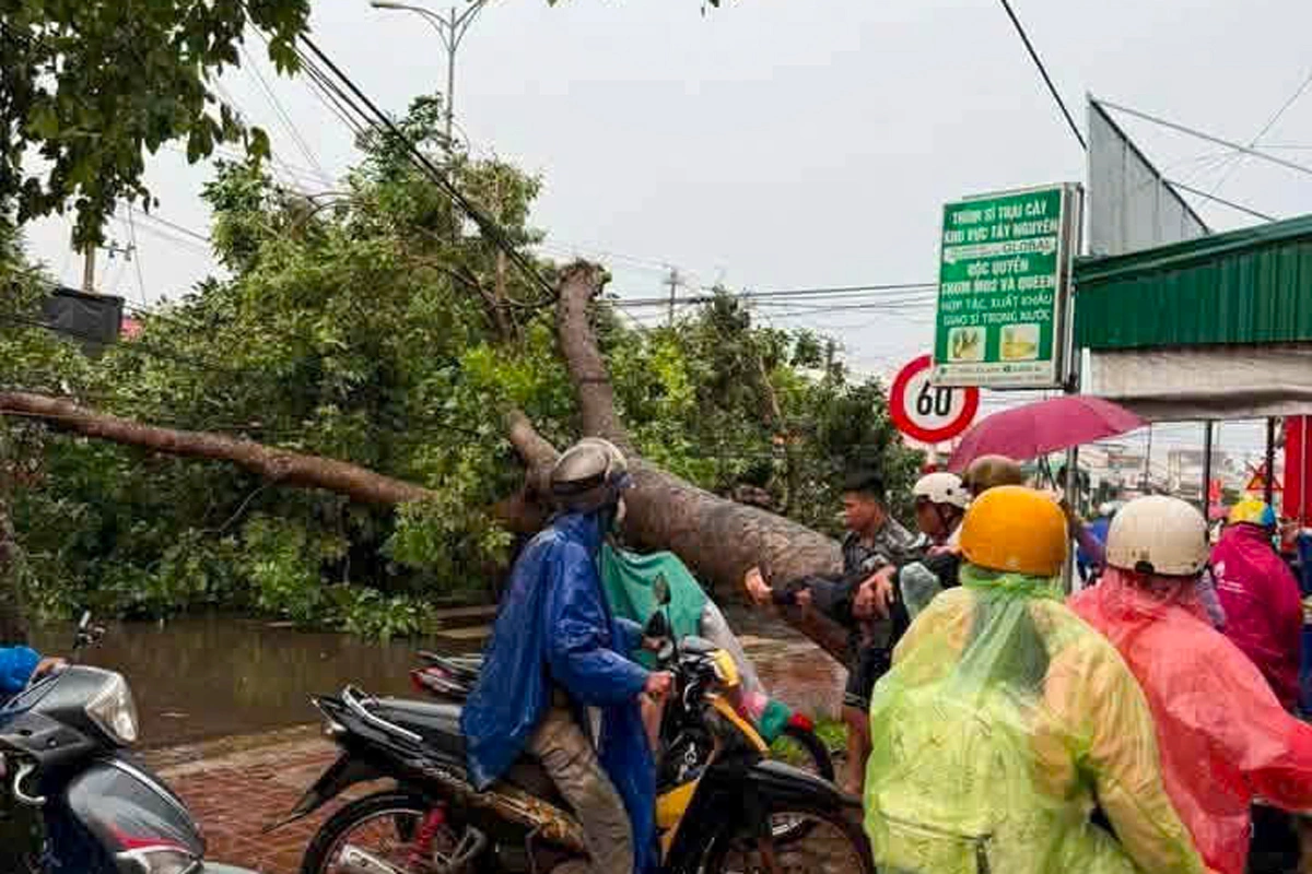Storms and whirlwinds blow off roofs, fell trees, injuring passersby in Lam Dong, Dak Lak
