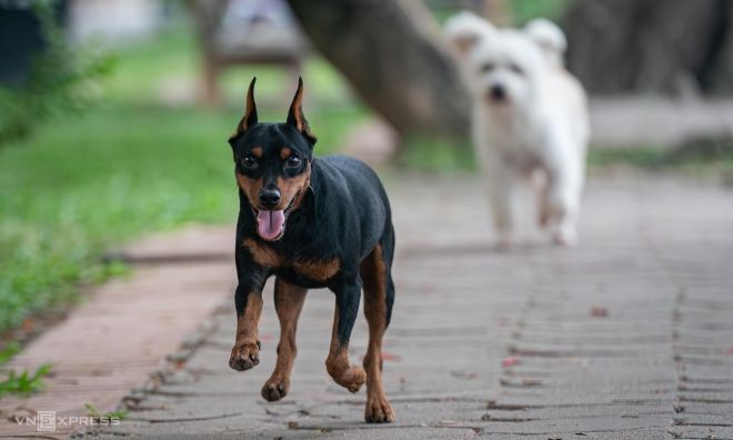 Rabies deaths in the south nearly double last year