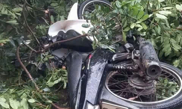 Young man dies after ancient tree falls on him during storm