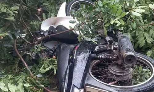 Young man dies after ancient tree falls on him during storm