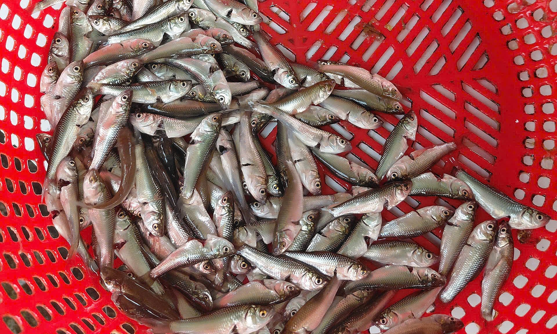 Young linh fish at start of season priced at 240,000 dong per kg