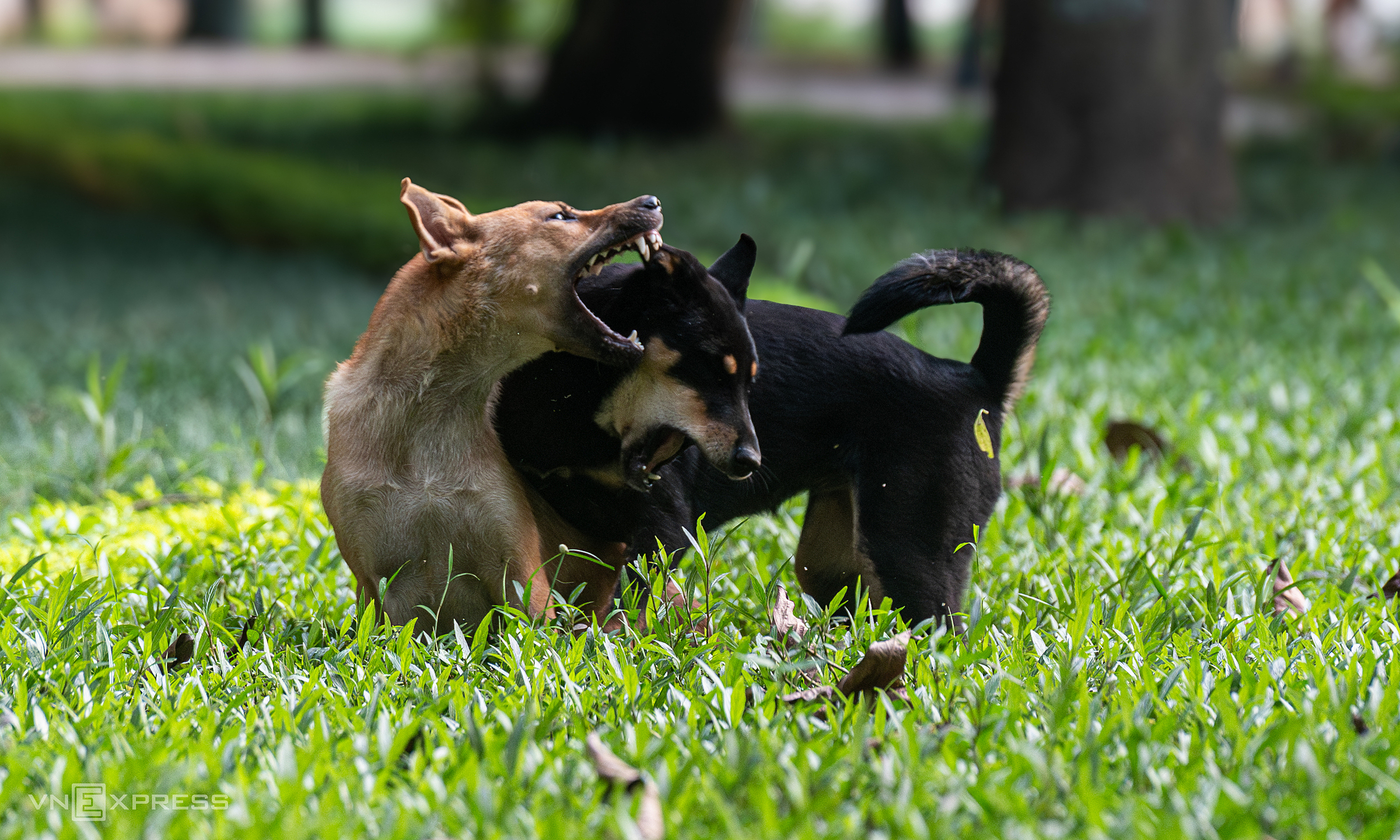Girl Dies from Rabies, Suspected Dog Bite