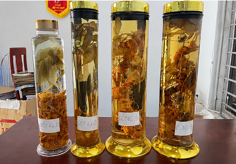 TikToker livestreams sale of fake Ngoc Linh ginseng
