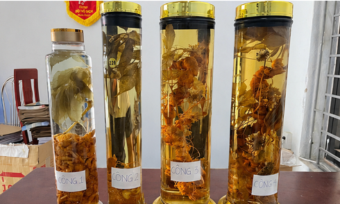 TikToker livestreams sale of fake Ngoc Linh ginseng