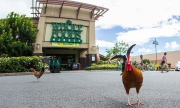 Hawaiians plagued by feral chickens
