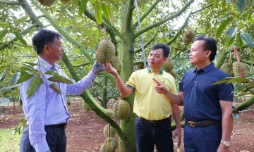 Ca Mau Fertilizer Partners with Farmers to Optimize Harvests