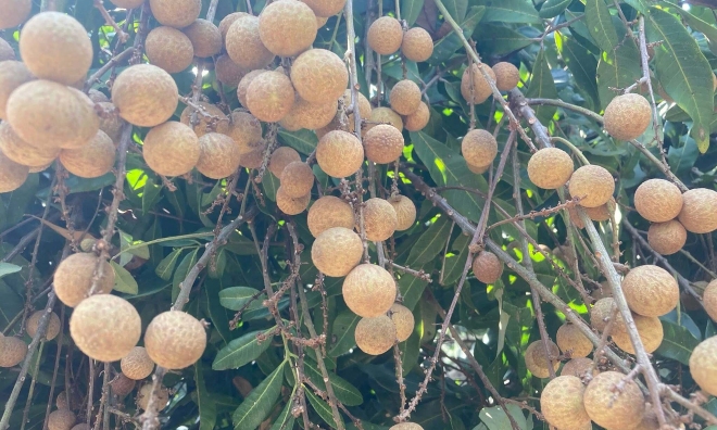 Longan fruit: does it cause internal heat or cool the liver?