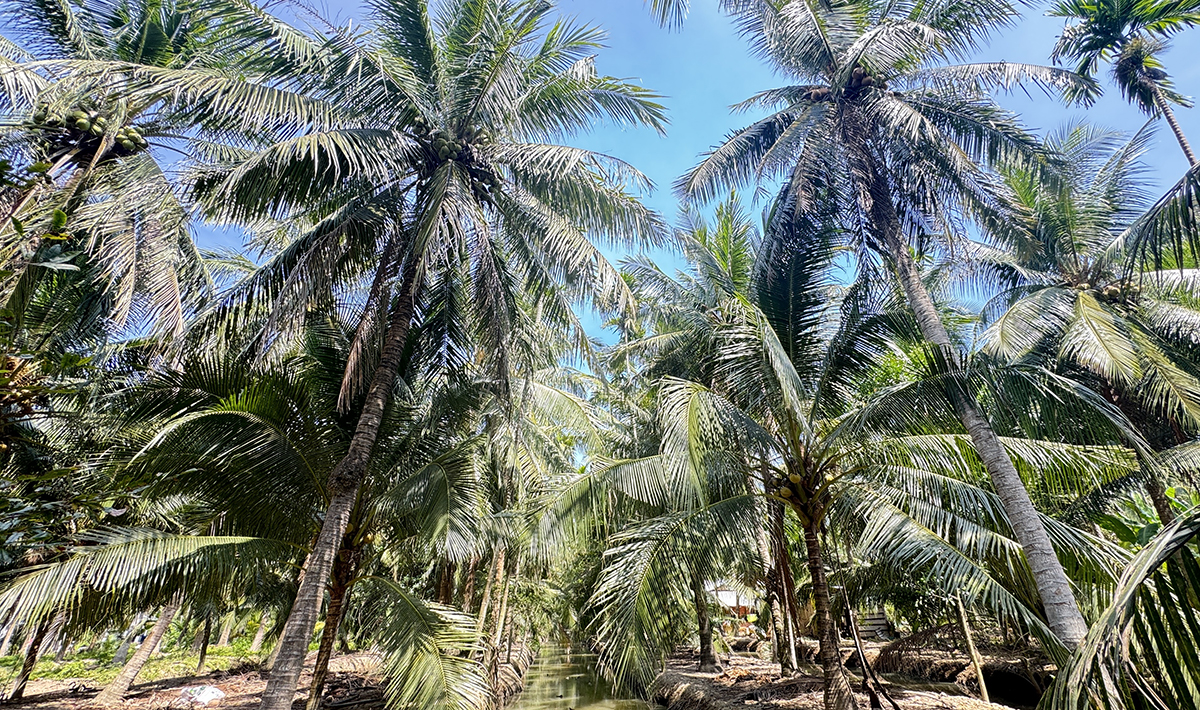 Murdered wife, then hid in a coconut tree