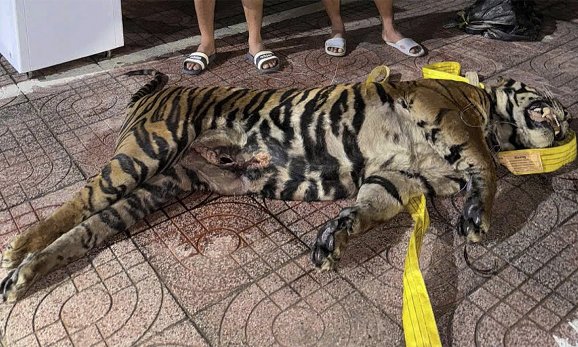 Bus owner hides tiger carcass on passenger vehicle roof