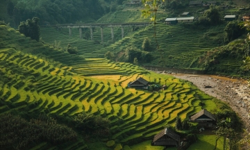 Rice fields change color in Ta Van, Nam Cang terraced fields