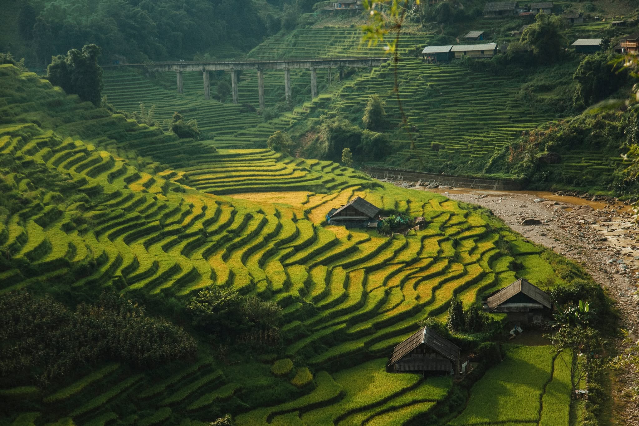 Rice fields change color in Ta Van, Nam Cang terraced fields