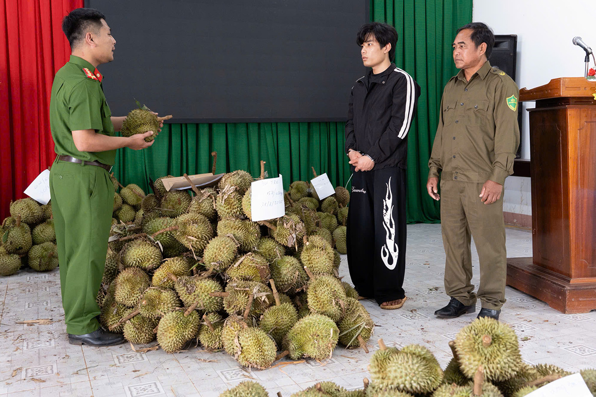 Man arrested for stealing 1,6 tons of durian in Dak Lak