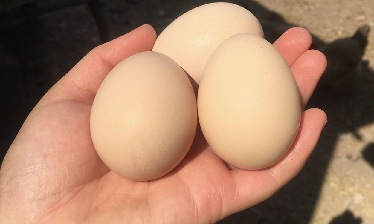 Five things to know when choosing eggs