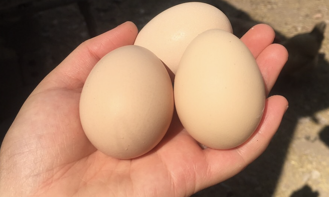 Five things to know when choosing eggs