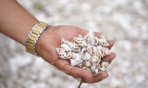 Over 80 tons of snails die in Khanh Hoa