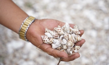 Over 80 tons of snails die in Khanh Hoa