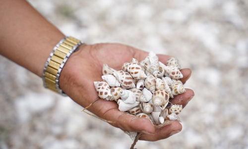Over 80 tons of snails die in Khanh Hoa
