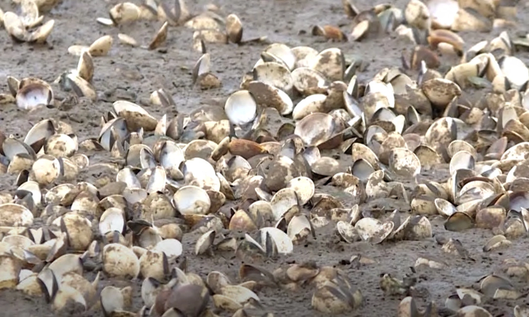 Over 2,000 tons of clams die, suspected freshwater shock