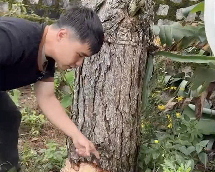Man fined 35 million VND for felling pine in Da Lat home garden