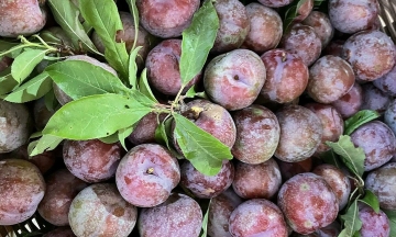 Eating plums reduces constipation