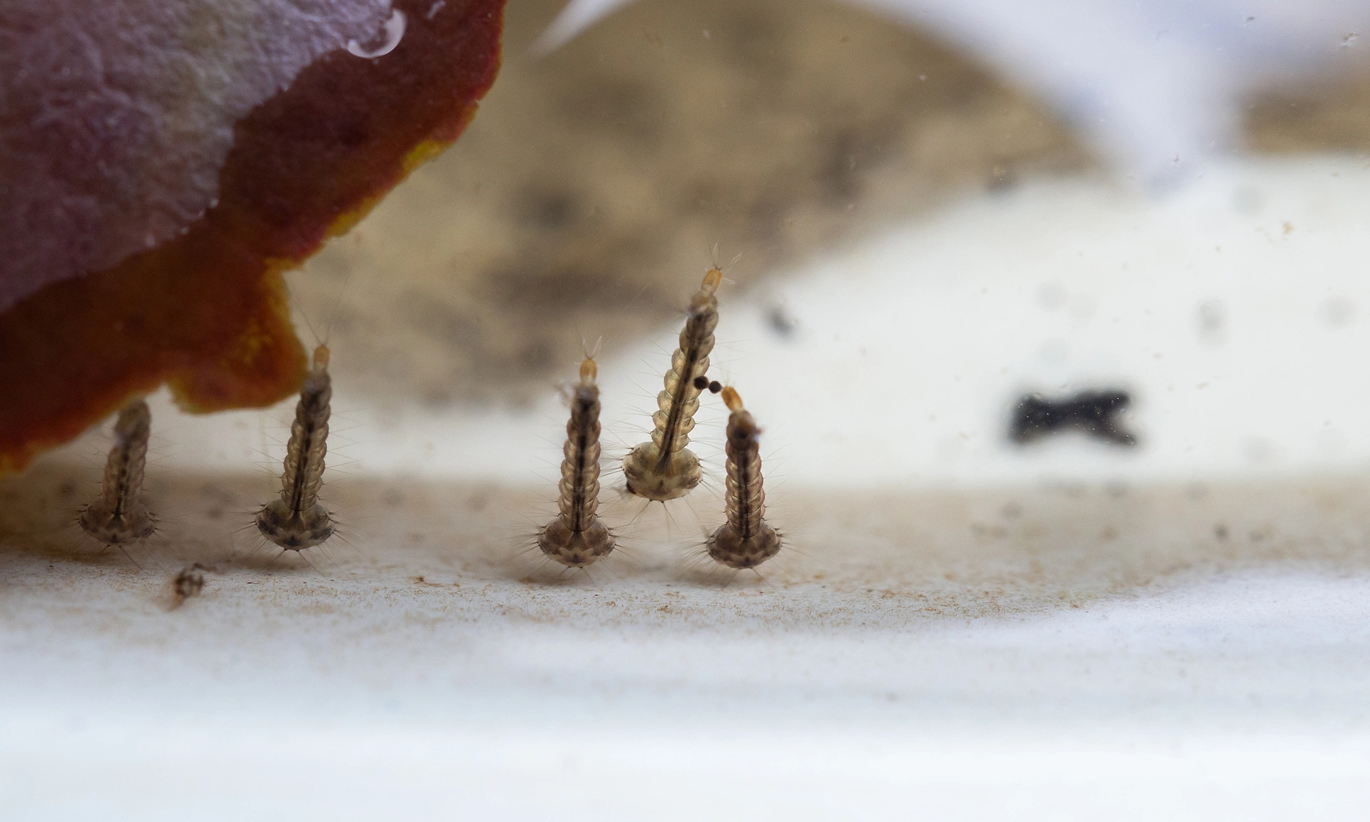 five areas prone to mosquito breeding indoors