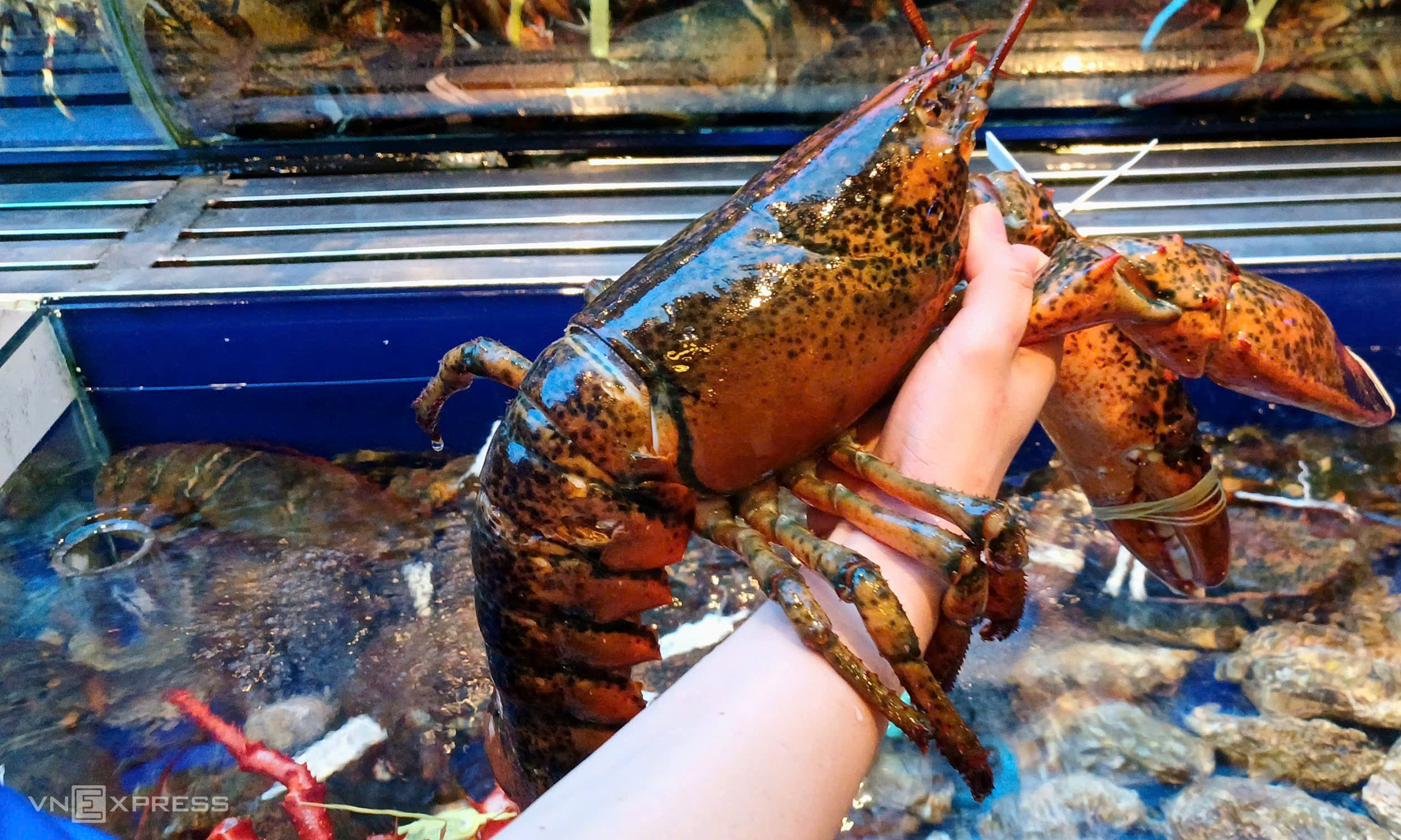 Canadian snow crab and lobster imports surge into Vietnam