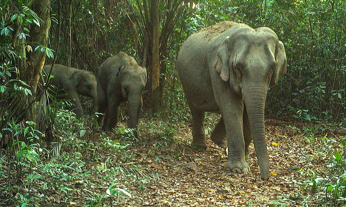 Nine-member elephant herd discovered in Da Nang special-use forest via camera traps