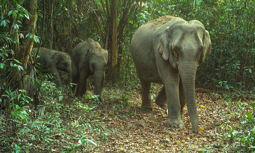 Nine-member elephant herd discovered in Da Nang special-use forest via camera traps