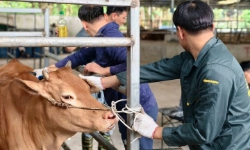 Vietnam develops H'Mong cattle to compete with Wagyu