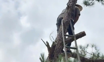 Why a man was fined 35 million dong for felling a pine tree in his garden
