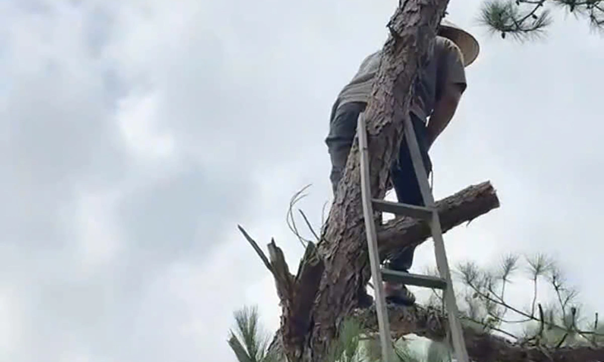 Why a man was fined 35 million dong for felling a pine tree in his garden
