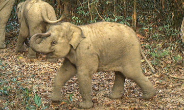 Two months of 'eye of god' cameras capture nine elephants in Da Nang