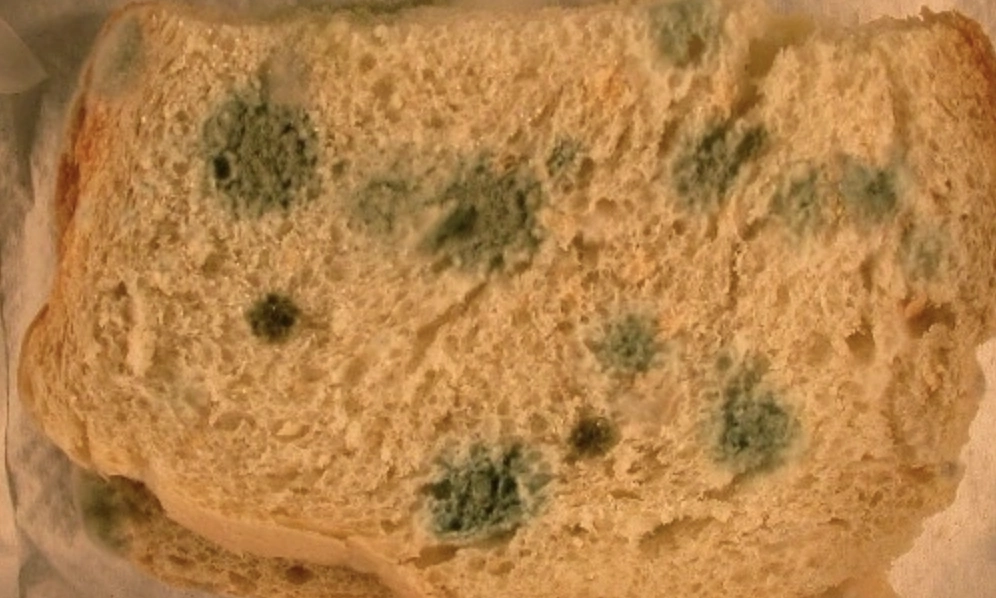 Is it safe to cut off mold from food and eat the rest?