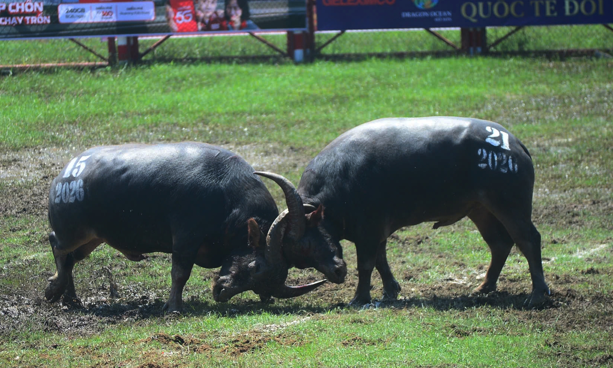 900 kg buffalo wins Do Son buffalo fighting festival 2026 championship