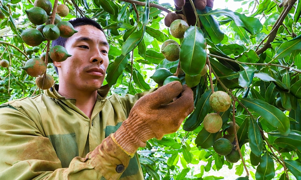 Why does Vietnam still need to import macadamia despite growing over 46,000 hectares?