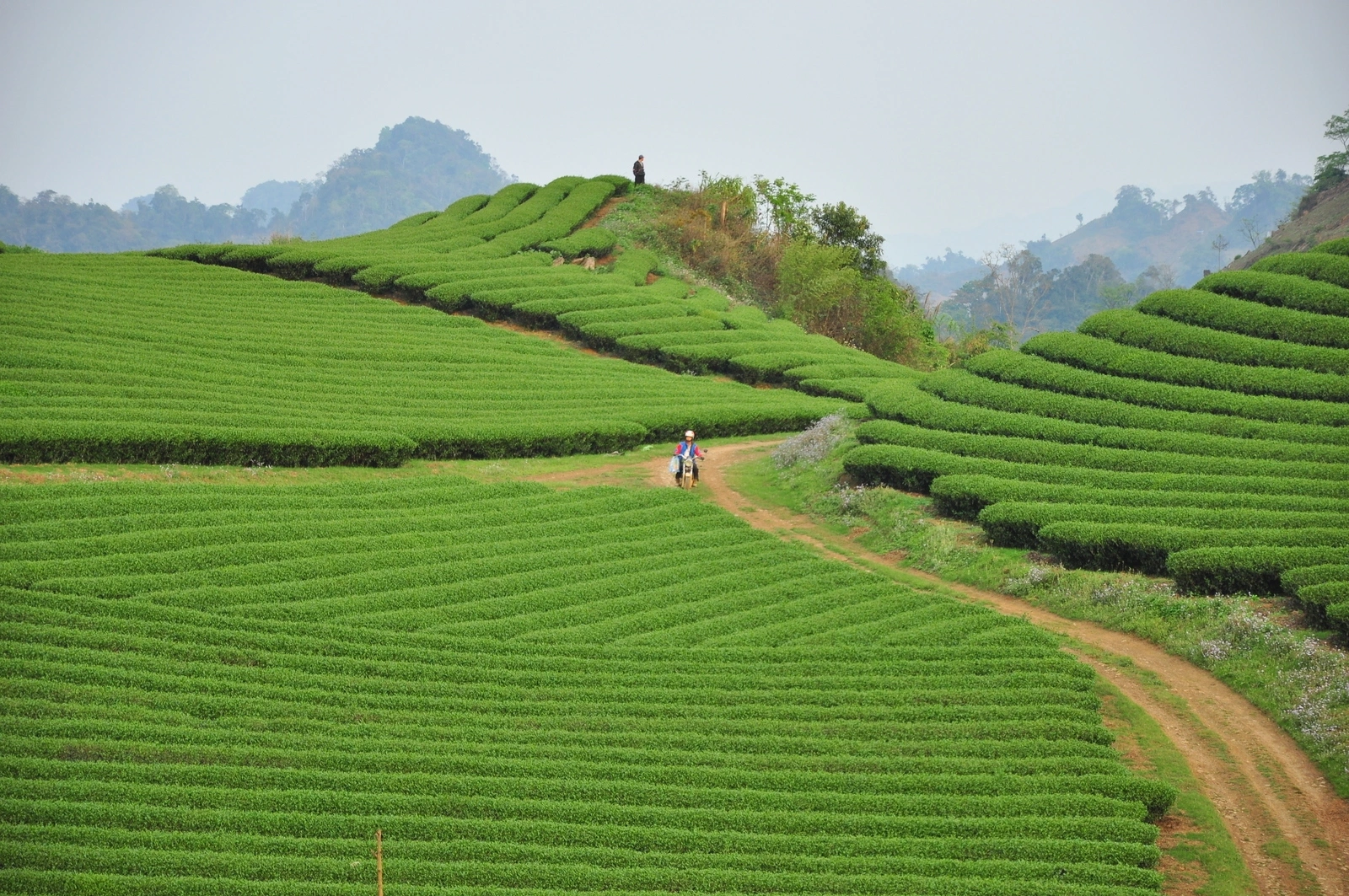 Ecopark-linked firms propose real estate project in Moc Chau
