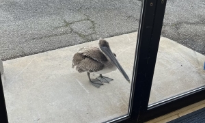 Pelican knocks on research lab door for help