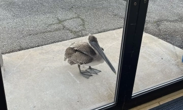 Pelican knocks on research lab door for help